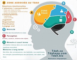 Cerveau TDA/H