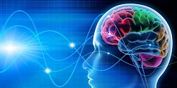 Citation Neuroscience: Vous n'avez pas le cerveau qu'on vous a donné a la naissance, vous avez le cerveau que vous avez développé!
